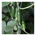 КС 575 F1 семена огурца партенокарпического (Kitano Seeds)