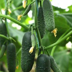 Такери F1 (КС 70 F1, KS 70 F1) семена огурца партенокарпического (Kitano Seeds)