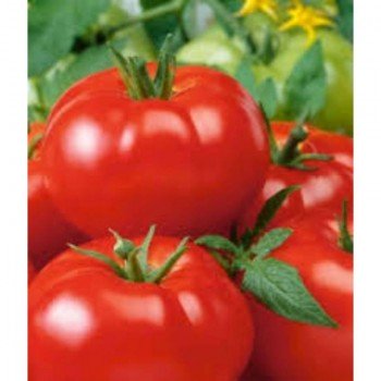 Кума семян помидора индетерминантного (GL Seeds)