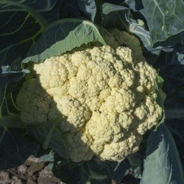 Лекану F1 (Ликана F1) семена капусты цветной средней 75-80 дн. 2-2,5 кг бел. (Syngenta)