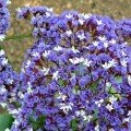 Лімоніум синій (blue) насіння (Moravoseed)