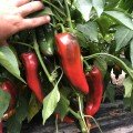 Ліра F1 насіння перцю солодкого (Lark Seeds)