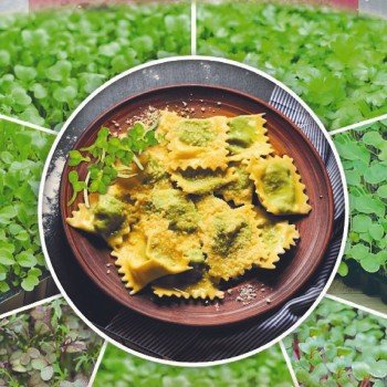 Листовий салат зелений насіння мікрозелене (Seedera)
