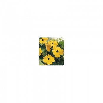 Люси Sunset семена тунбергии крылатой (Kitano Seeds)