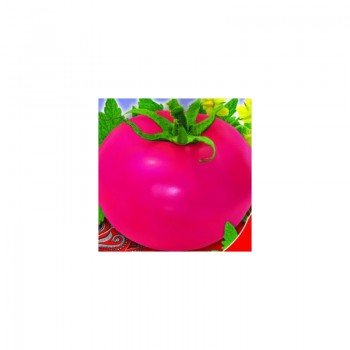 Малиновые виканте семена помидора детерминантного (GL Seeds)