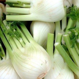 Мамонт насіння фенхелю (Hortus)