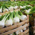 Мамонт насіння фенхелю (Hortus)