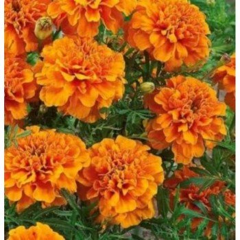 Мандарін помаранчеві насіння чорнобривців (GL Seeds)