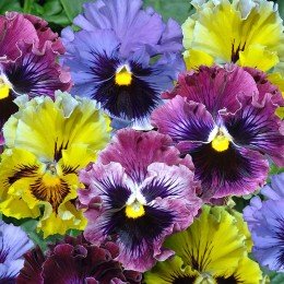 Мастерпись Рококо Микс (mix) семена виолы (Floragran)