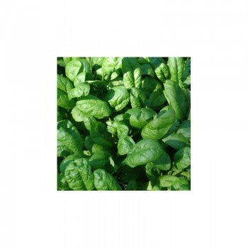 Матадор семян шпината (Hortus)