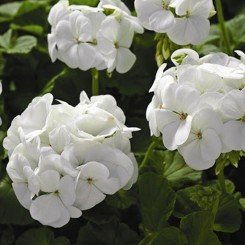 Маверик F1 белый (white) семена пеларгонии (Syngenta)