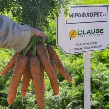 Мирафлорес F1 (1,4-1,6) семян моркови (Clause)