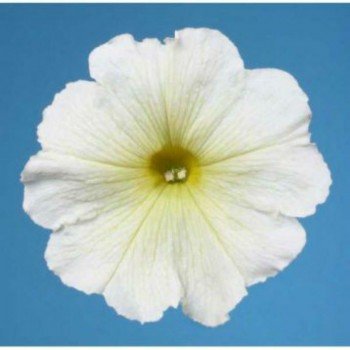 Мираж F1 белая (white) семена петунии мультифлора (Pan American)