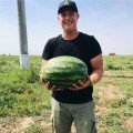 Морган F1 семена арбуза среднераннего (Rijk Zwaan)