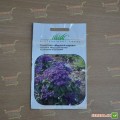 Морський карлик насіння геліотропа (Hem Zaden)