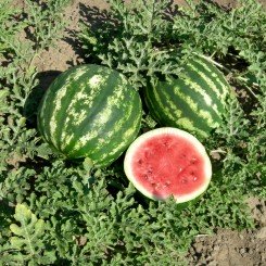 Мечта семян арбуза среднего (GL Seeds)