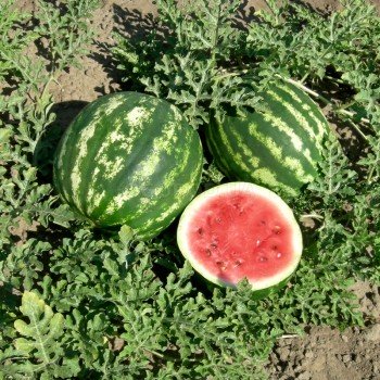 Мрія насіння кавуна середнього (GL Seeds)