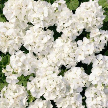 Мультіблум F1 біла (Multibloom F1 white) насіння пеларгонії (Syngenta)