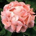 Мультіблум F1 лососева (Multibloom F1 salmon) насіння пеларгонії (Syngenta)