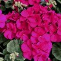 Мультіблум F1 віолет (Multibloom F1 Violet) насіння пеларгонії (Syngenta)