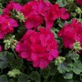 Мультіблум F1 віолет (Multibloom F1 Violet) насіння пеларгонії (Syngenta)