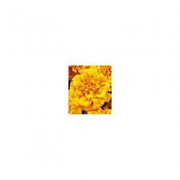 Наомі Orange Face насіння чорнобривців французьких (Kitano Seeds)