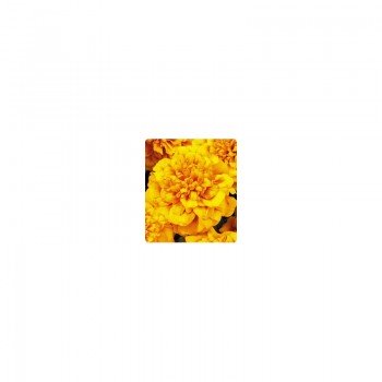 Наоми Orange Face семена бархатцев французских (Kitano Seeds)