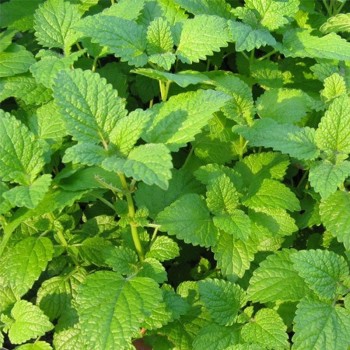 М'яти лікарське насіння (Satimex)