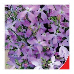 Ночная фиалка семян матиолы (GL Seeds)