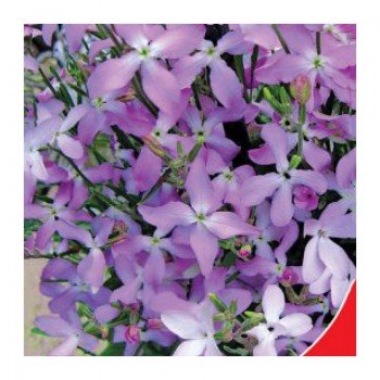 Ночная фиалка семян матиолы (GL Seeds)