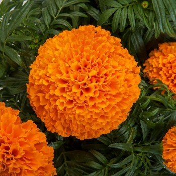 Ол Дабл насіння чорнобривців (Floragran)