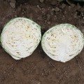 Полар (Олімп) насіння капусти б/г пізньої 120-125 дн. 3-4 кг окр.-пр. (Moravoseed)
