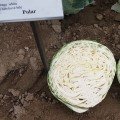 Полар (Олімп) насіння капусти б/г пізньої 120-125 дн. 3-4 кг окр.-пр. (Moravoseed)