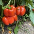 Оранж Босс F1 семена перца сладкого (Spark Seeds)
