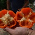 Оранж Босс F1 семена перца сладкого (Spark Seeds)