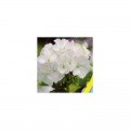 Пеларгония ленточная белая семена (Moravoseed)