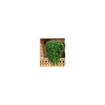 Пенелопа Green (зеленая) семена дихондры (Kitano Seeds)