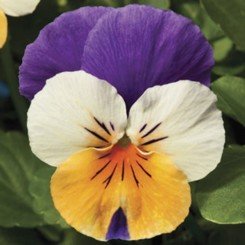 Пенни F1 Peach Jump Up семена виолы (Syngenta)