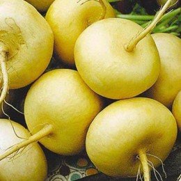 Петровские семена репы (Satimex)