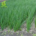 Пікант насіння цибулі на перо (Lucky Seed)