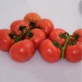 Пінк Делайт F1 насіння помідора індетермінантного (Ergon seeds)