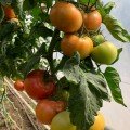 Пінк Делайт F1 насіння помідора індетермінантного (Ergon seeds)