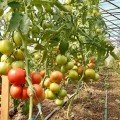 Пінк Делайт F1 насіння помідора індетермінантного (Ergon seeds)