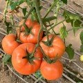 Пінк Делайт F1 насіння помідора індетермінантного (Ergon seeds)