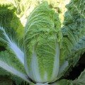 Бриджит F1 (ПЛ 6031 F1/PL 6031 F1) насіння капусти пекінської (Asia Seed)