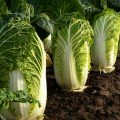 Бриджит F1 (ПЛ 6031 F1/PL 6031 F1) насіння капусти пекінської (Asia Seed)