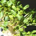 Соняшник насіння мікрозелене (Agrocity)