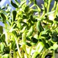 Соняшник насіння мікрозелене (Agrocity)