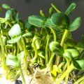 Соняшник насіння мікрозелене (Agrocity)