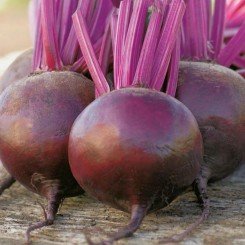 Подзимняя А 474 семена свеклы столовой (GL Seeds)